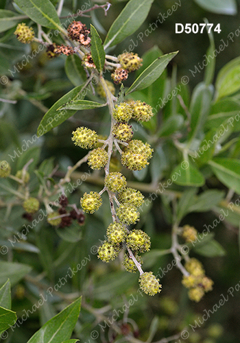 Green Buttonwood (Conocarpus erectus)